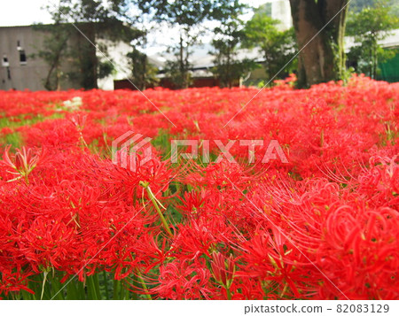 Cluster amaryllis in Kawahigashi Park Cluster amaryllis in Kawahigashi Park 82083129