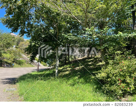 陽光明媚的森林中的陽光，自然風光 82083239