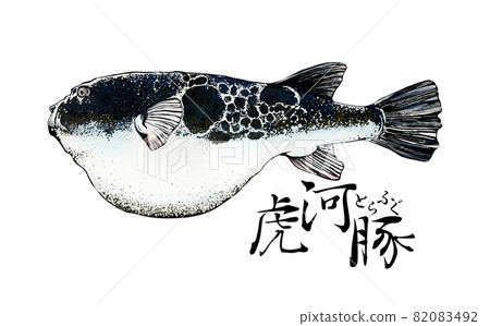 河豚的插圖 河豚的插圖 82083492