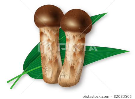 Illustration of Matsutake mushrooms Illustration of Matsutake mushrooms 82083505