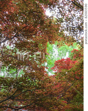 One side of autumn leaves and branches with green leaves in the background One side of autumn leaves and branches with green leaves in the background 82083590