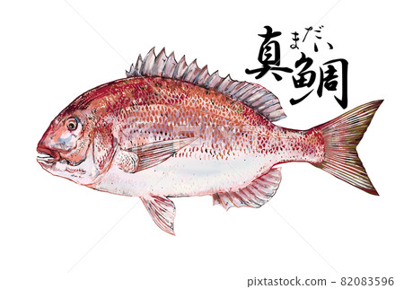 鯛魚的圖片素材- PIXTA