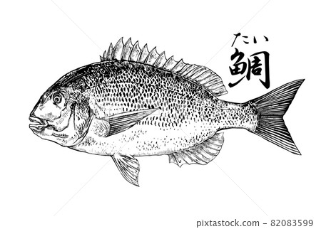 Illustration of red sea bream 82083599