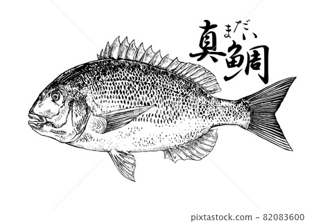 Illustration of red sea bream 82083600
