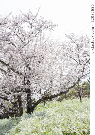 Snow and a cherry tree Snow and a cherry tree 82083659