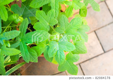 它是日本木槿的嫩葉。請看葉子的圖案。 82084178