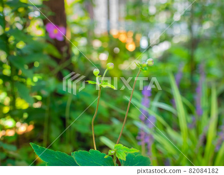 它是日本海葵的花蕾。它在初秋的花園裡開花。 -2 它是日本海葵的花蕾。它在初秋的花園裡開花。 -2 82084182
