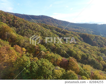 Autumn leaves yellow leaves Zao Autumn leaves yellow leaves Zao 82084255