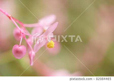 阿卡哈唐 82084465