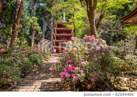 奈良縣宇田市室老寺五層寶塔石階左右兩側盛開的初夏杜鵑 82084466