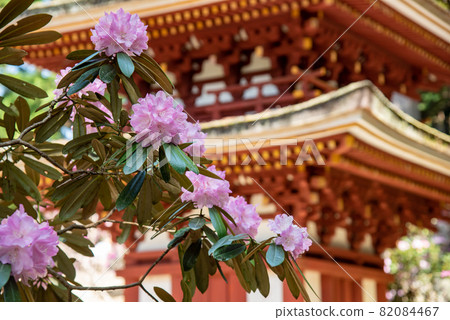 奈良縣宇田市室生寺五層寶塔下盛開的初夏杜鵑花 82084467