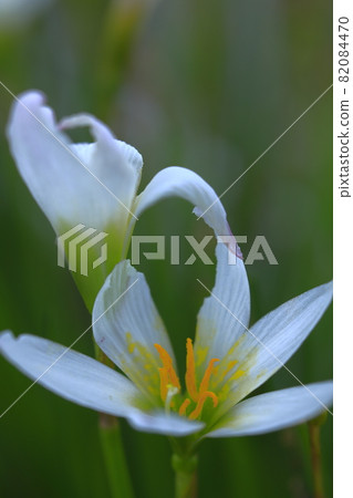 花朵 花 花卉 82084470