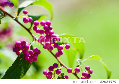 Komurasaki（小紫色）水果 82084579