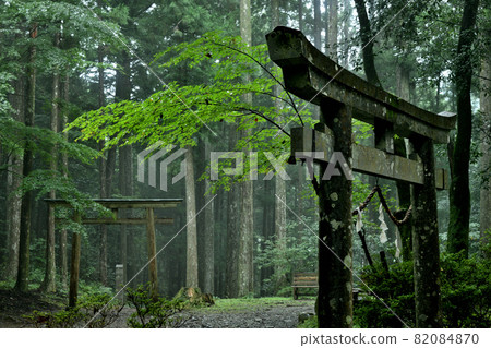 Kumano Kodo (Prince Shinshinmon) [Hongucho, Tanabe City, Wakayama Prefecture] 82084870