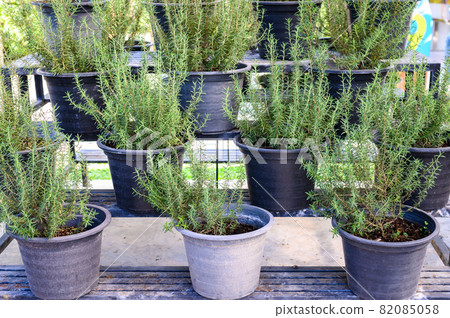 A pot of Rosemary herb plating in the garden. Rosemary is evergreen plant of the mint family the leaves dried or fresh are used to flavour foods. A pot of Rosemary herb plating in the garden. Rosemary is evergreen plant of the mint family the leaves dried or fresh are used to flavour foods. 82085058