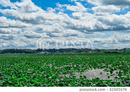 宮城縣出沼之夏,一望無際的荷葉遍地沼澤 宮城縣出沼之夏,一望無際的荷葉遍地沼澤 82085076