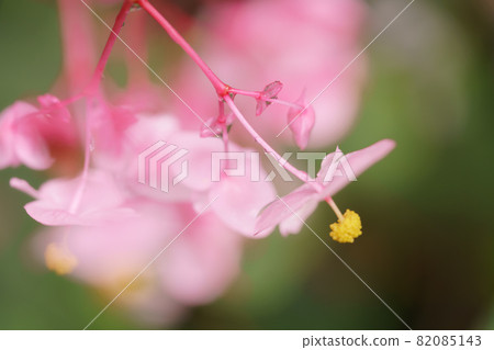 阿卡哈唐 82085143