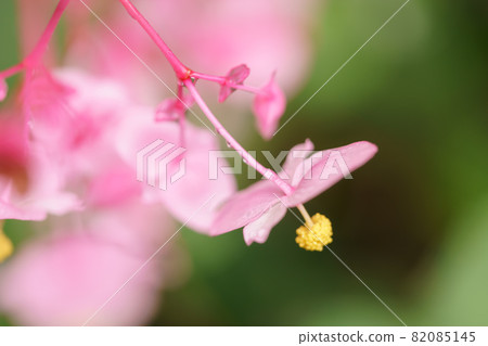 阿卡哈唐 82085145