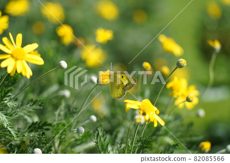 猴子和Lilypus雛菊 82085566