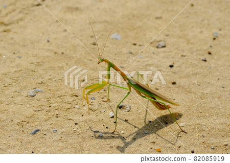 Mantis, a messenger who heralds good luck Mantis, a messenger who heralds good luck 82085919