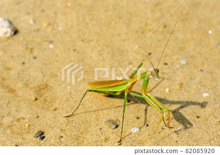 Mantis, a messenger who heralds good luck Mantis, a messenger who heralds good luck 82085920