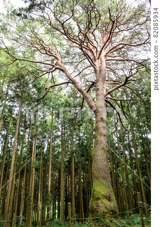巨樹“唐笠松”岩手縣 巨樹“唐笠松”岩手縣 82085934