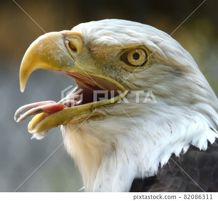 禿鷹，尖叫02 82086311