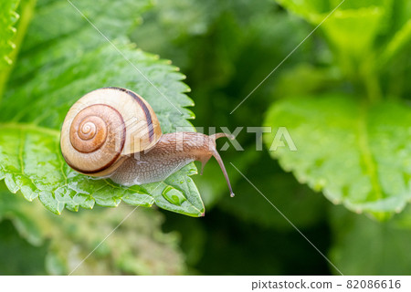 下雨天發現蝸牛 82086616
