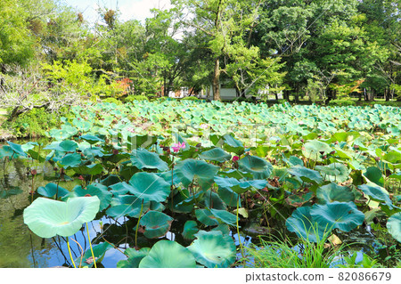 日本美國神宮蓮花 日本美國神宮蓮花 82086679