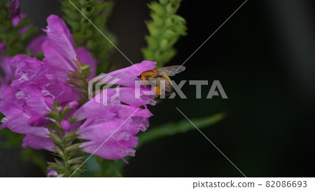 Bumblebee sucking the nectar of Obedient plant 82086693