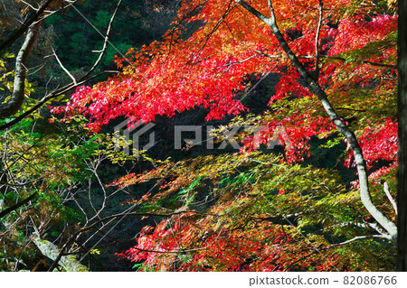 《Okayama Prefecture》 Autumn leaves, scenery of Okutsu valley [November] 82086766