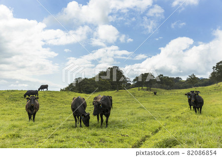 高原牧場上的牛群 高原牧場上的牛群 82086854