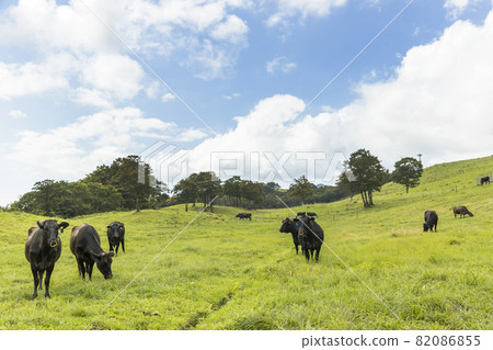 高原牧場上的牛群 高原牧場上的牛群 82086855