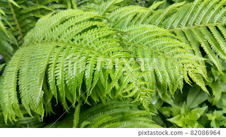 Fresh green foliage of fern bush with water drops 82086964