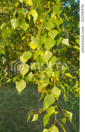 Branch of a birch tree lit by the sunlight 82086976