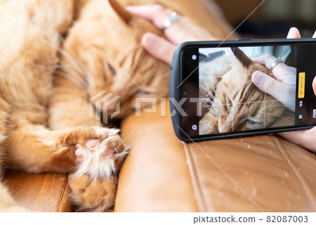 Pets on your smartphone, tea tabby cat Pets on your smartphone, tea tabby cat 82087003