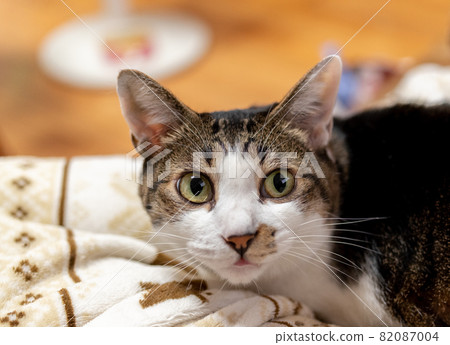 A cat staring at a pheasant cat 82087004