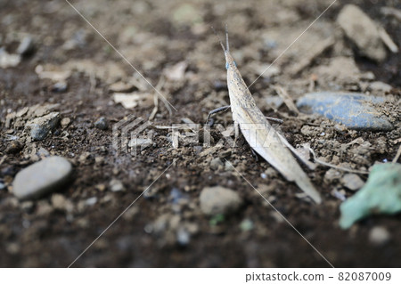 Grasshopper (Atractomorpha lata) Grasshopper (Atractomorpha lata) 82087009