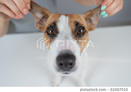 The woman holds the ears of the dog Jack Russell Terrier and pulls it in different directions The woman holds the ears of the dog Jack Russell Terrier and pulls it in different directions 82087010