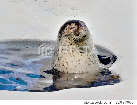 好心情，海豹 82087063