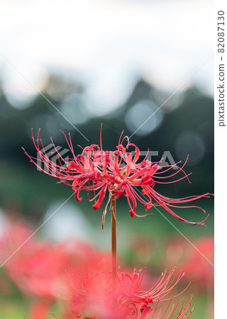 Cluster amaryllis 82087130
