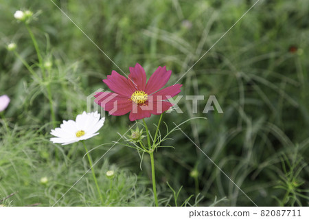 綠草背景下綻放的白色和粉色宇宙花 82087711