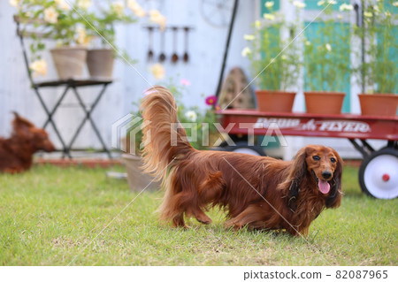 Dachshund playing in the garden Dachshund playing in the garden 82087965