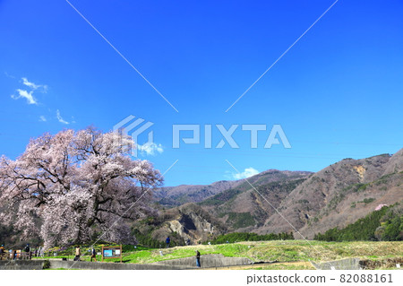 Sakura Wanitsuka, an old tree in full bloom that shines in the spring morning sun 82088161