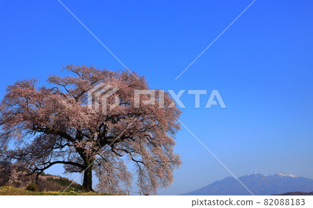 Sakura Wanitsuka, an old tree in full bloom that shines in the spring morning sun 82088183