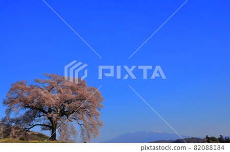 Sakura Wanitsuka, an old tree in full bloom that shines in the spring morning sun 82088184