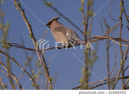 Japanese waxwing that stays on a branch Japanese waxwing that stays on a branch 82088450