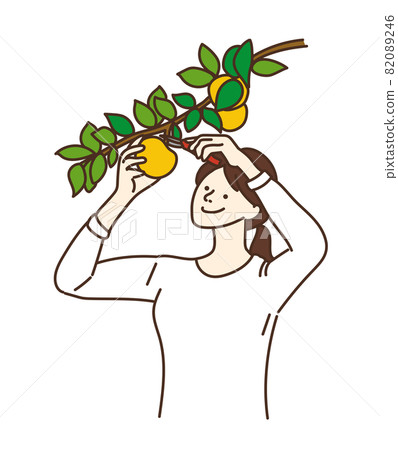 Harvest fruit hunting agricultural girls pears 82089246