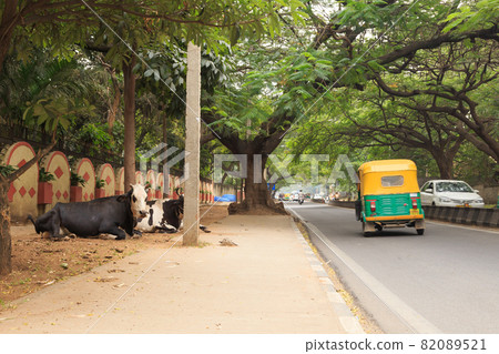 India_Landscape 與牛和圖圖克 India_Landscape 與牛和圖圖克 82089521