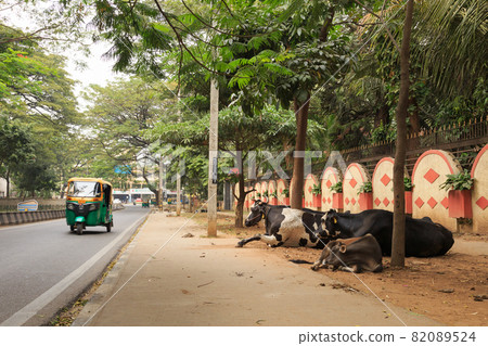 India_Landscape with cows and tutuk India_Landscape with cows and tutuk 82089524